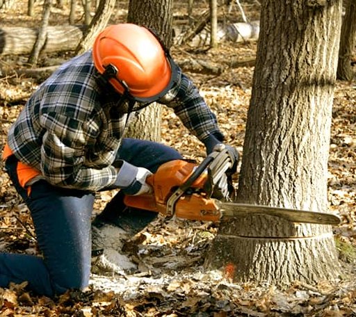 Tree Removal in Mount Orab, OH